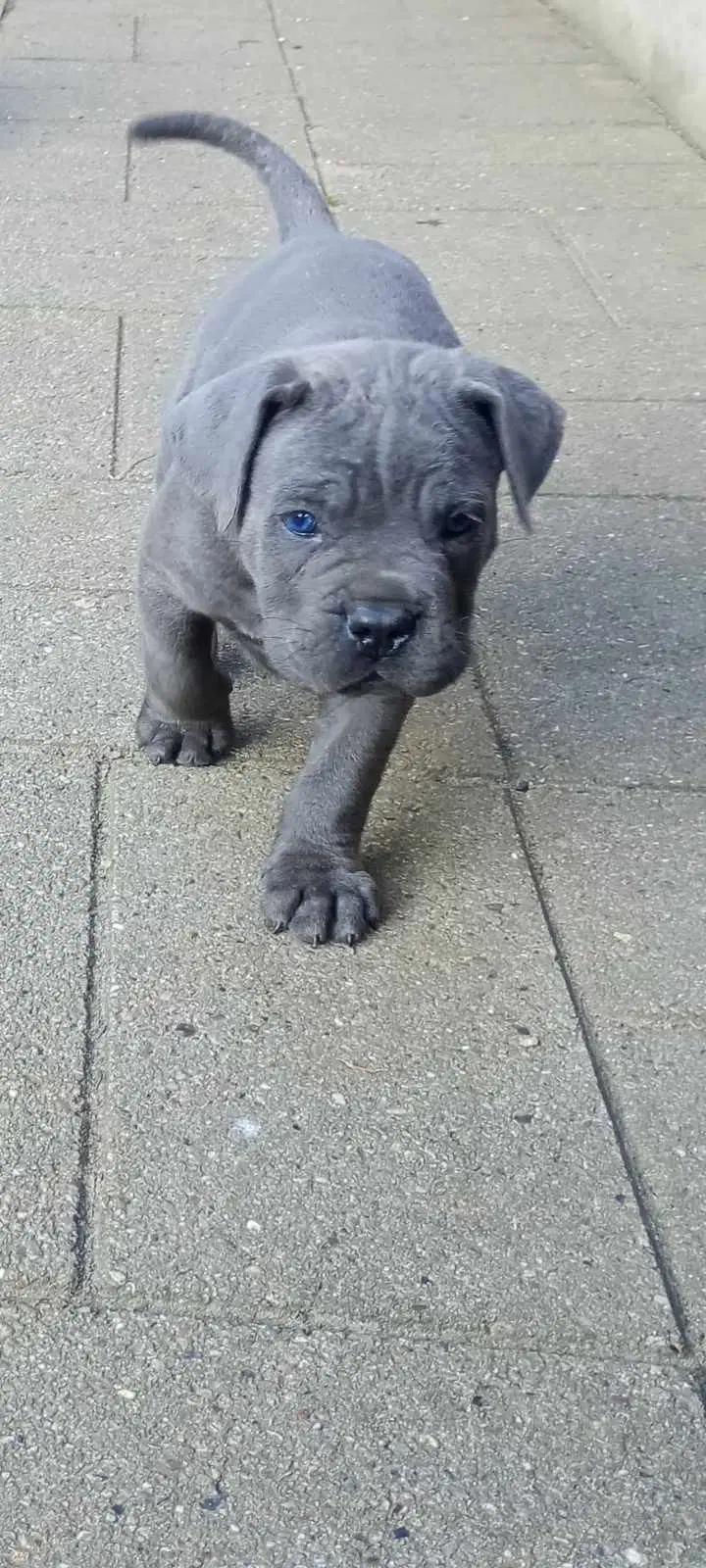 Cane Corso Italiano hvalp