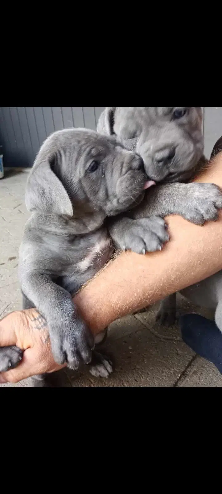 Cane Corso Italiano hvalp