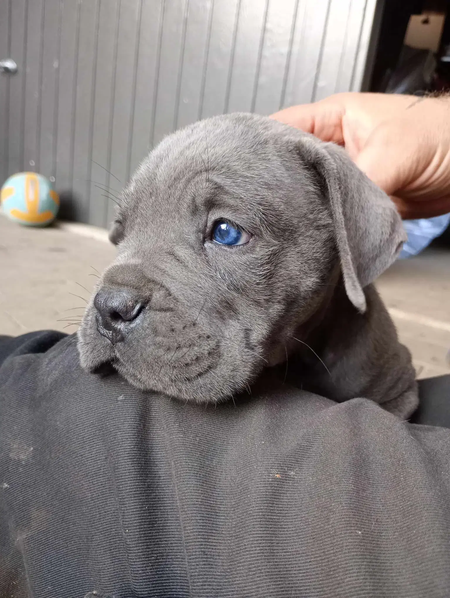 Cane Corso Italiano hvalp