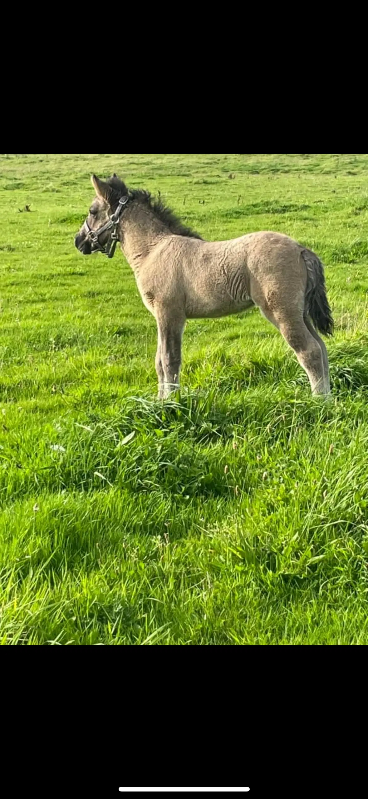 Snart 1 årig islænder hingst