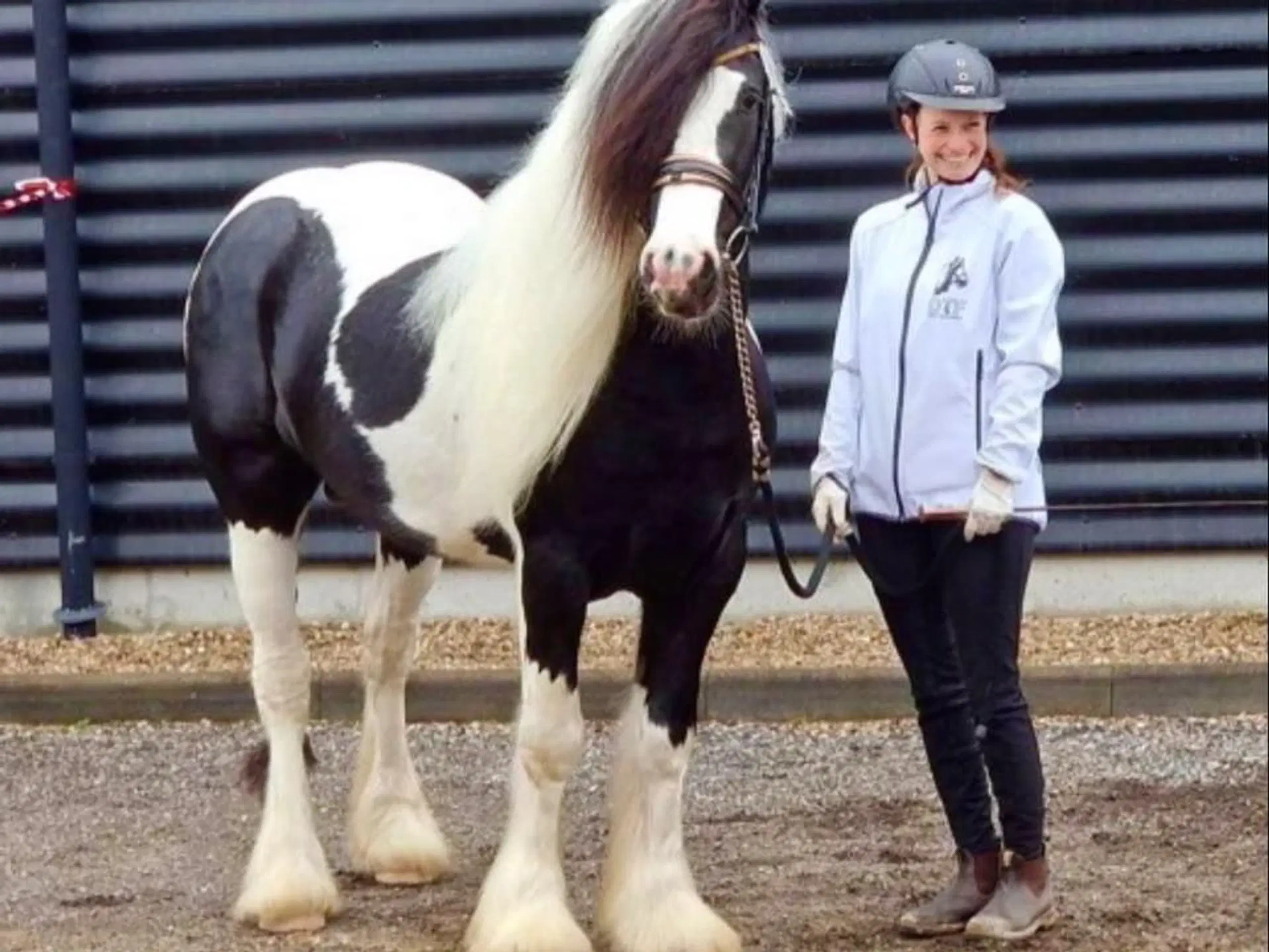 Ung lækker velredet hingst