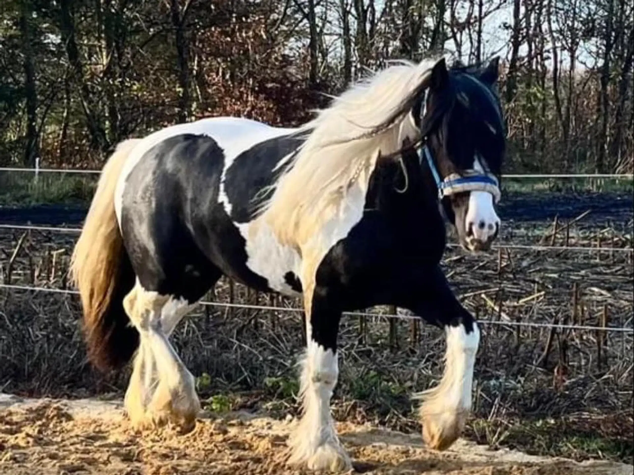 Ung lækker velredet hingst