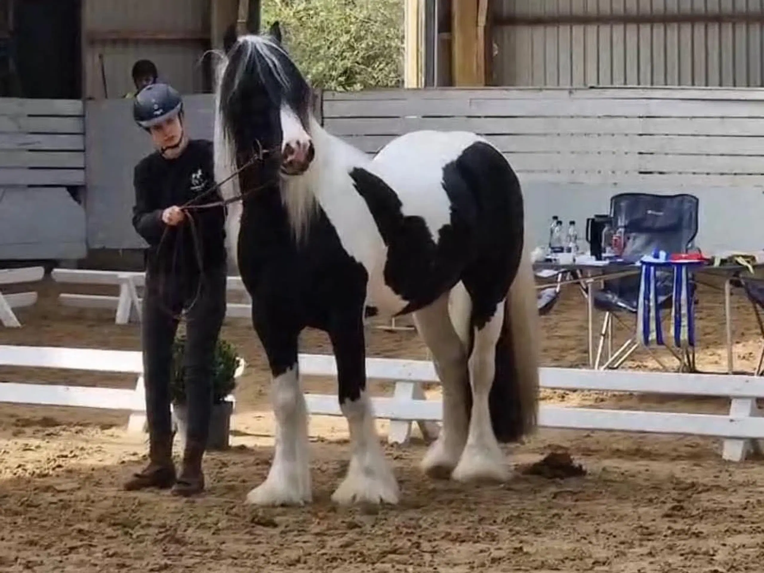 Ung lækker velredet hingst