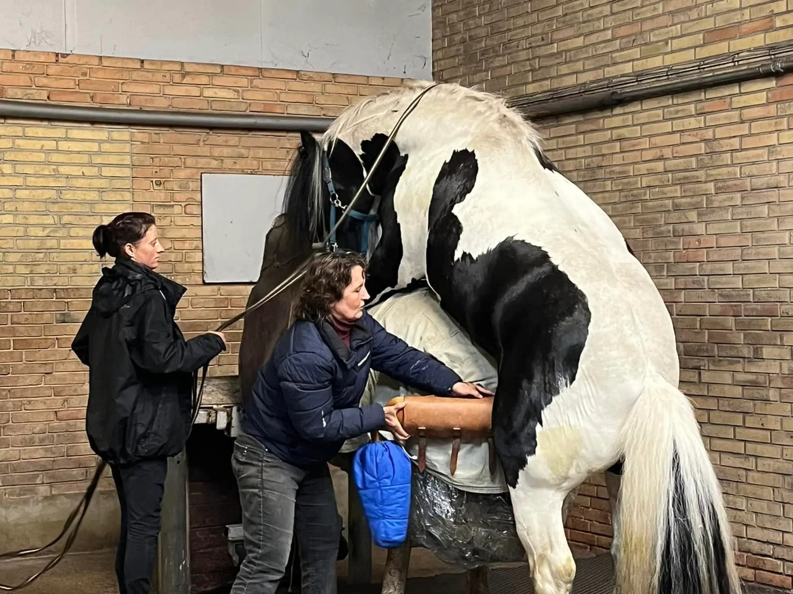 Ung lækker velredet hingst