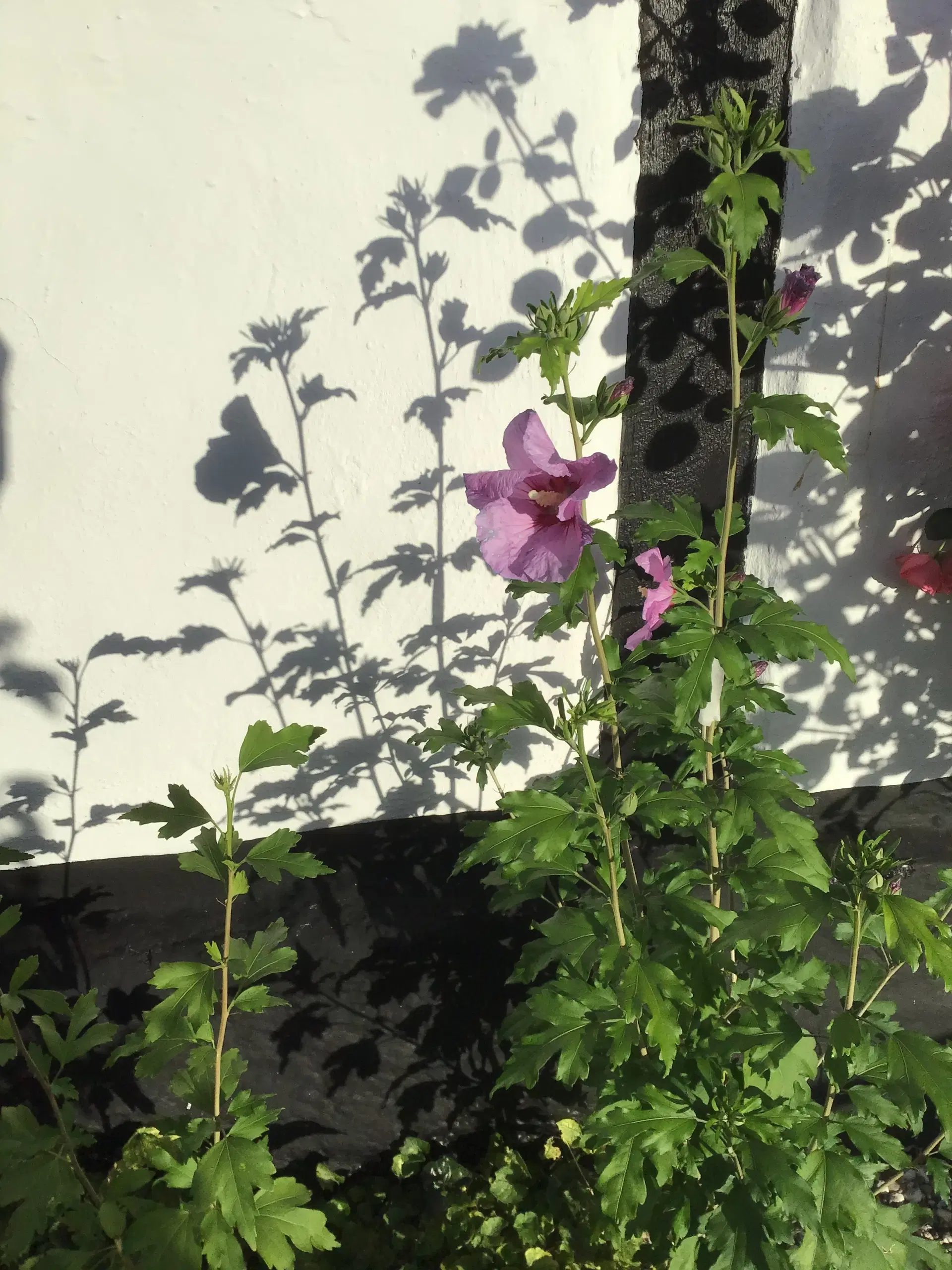 /Stauder/Hibiscus/ syriske roser