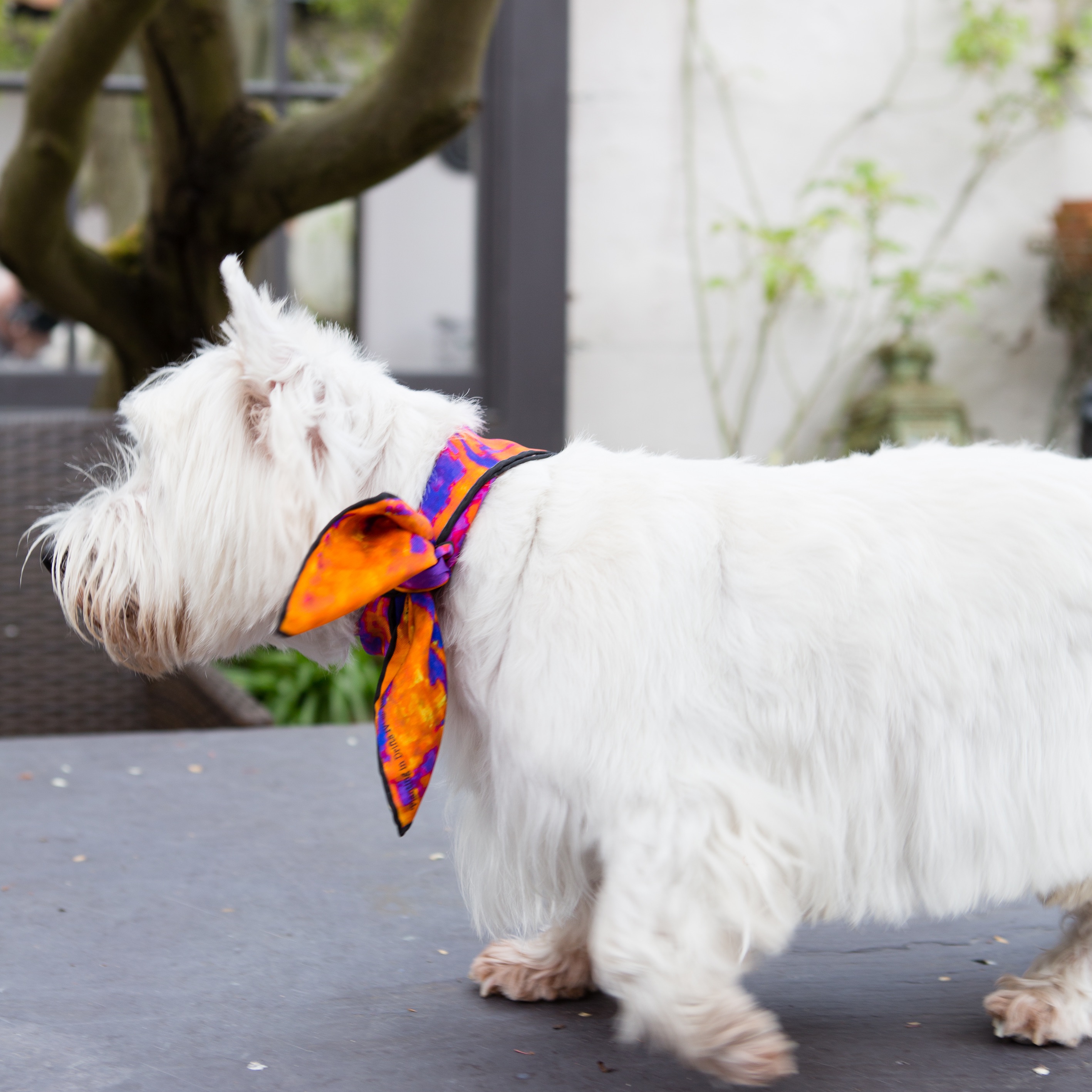 Men's Rosemary Goodenough Planting in Drifts IV Pocket Square Orange pure silk twill