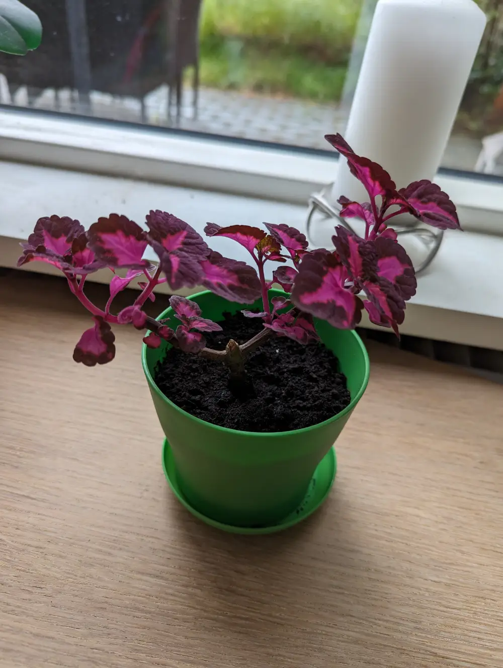 Paletblad/ Coleus Stueplante