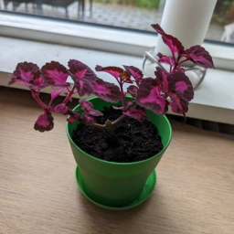 Paletblad/ Coleus Stueplante