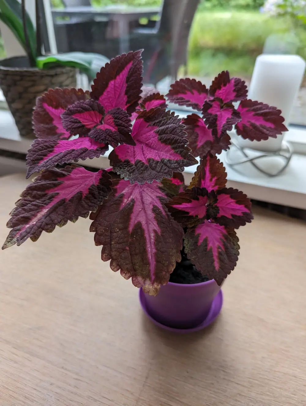 Paletblad/ Coleus Stueplante