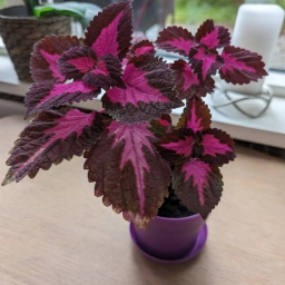 Paletblad/ Coleus Stueplante