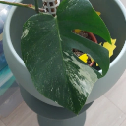 Monstera albo variegata Plante