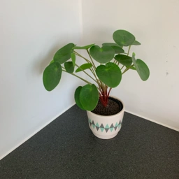 Ukendt Kunstig pilea potteplante