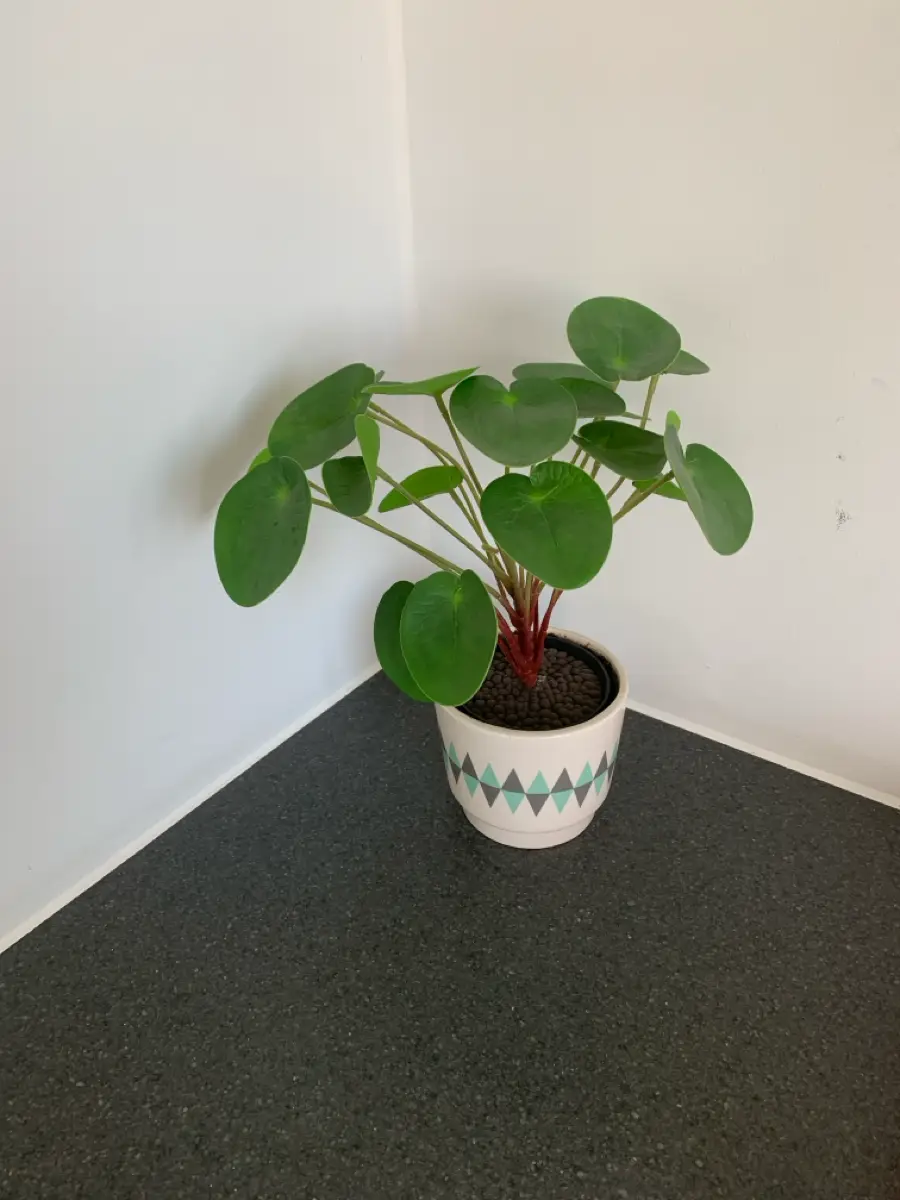 Ukendt Kunstig pilea potteplante