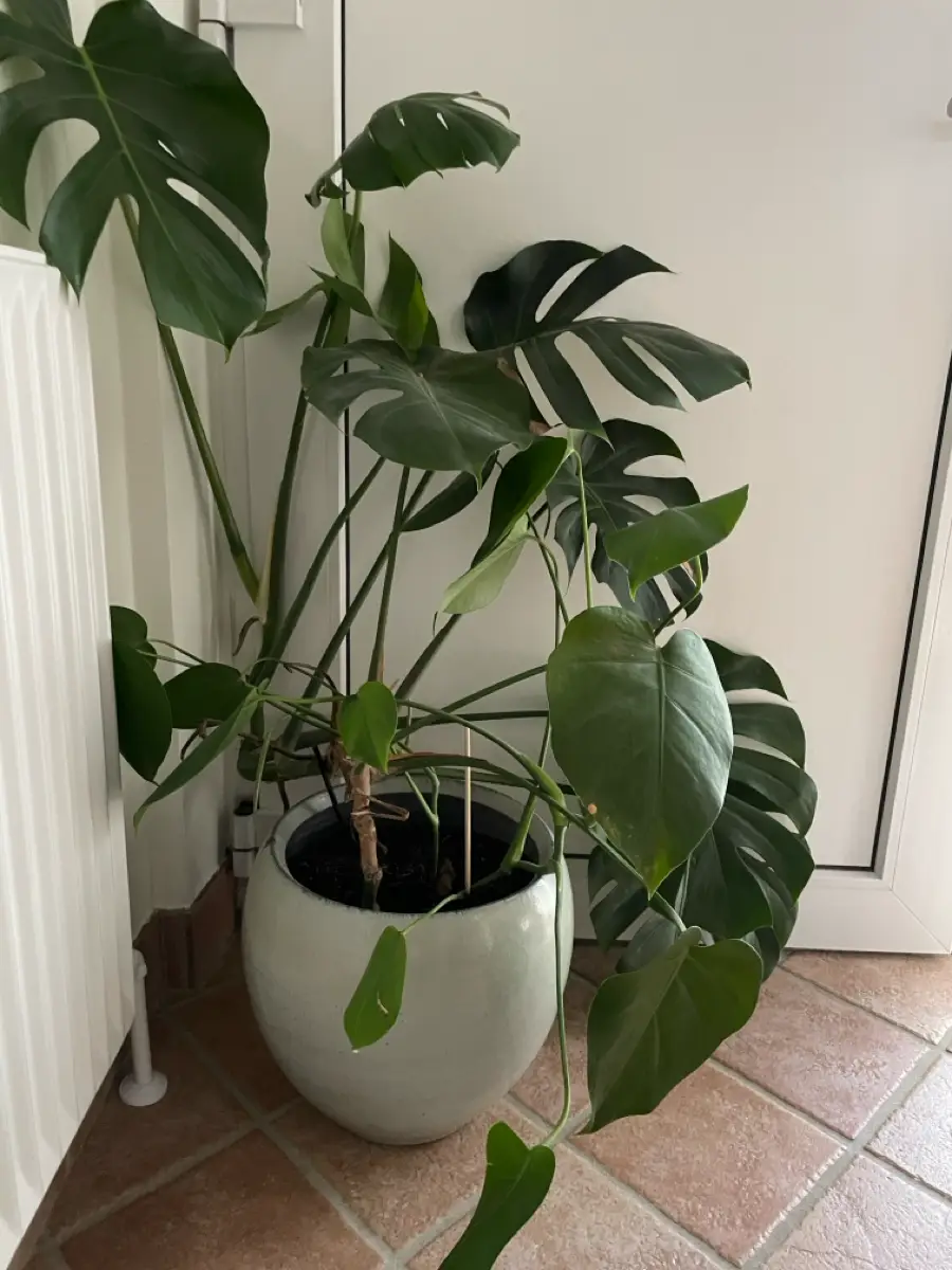 Plante monstera inkl stor potte