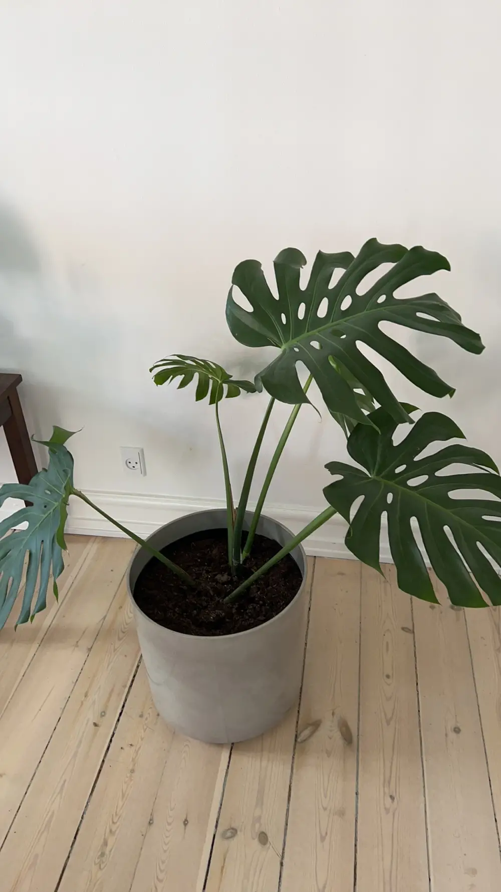 Ukendt Monstera gulvplante og potte