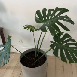 Ukendt Monstera gulvplante og potte