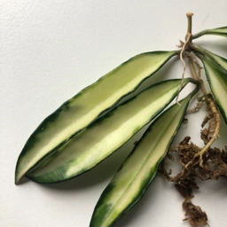 Ukendt Hoya Wayetii Inner Variegated