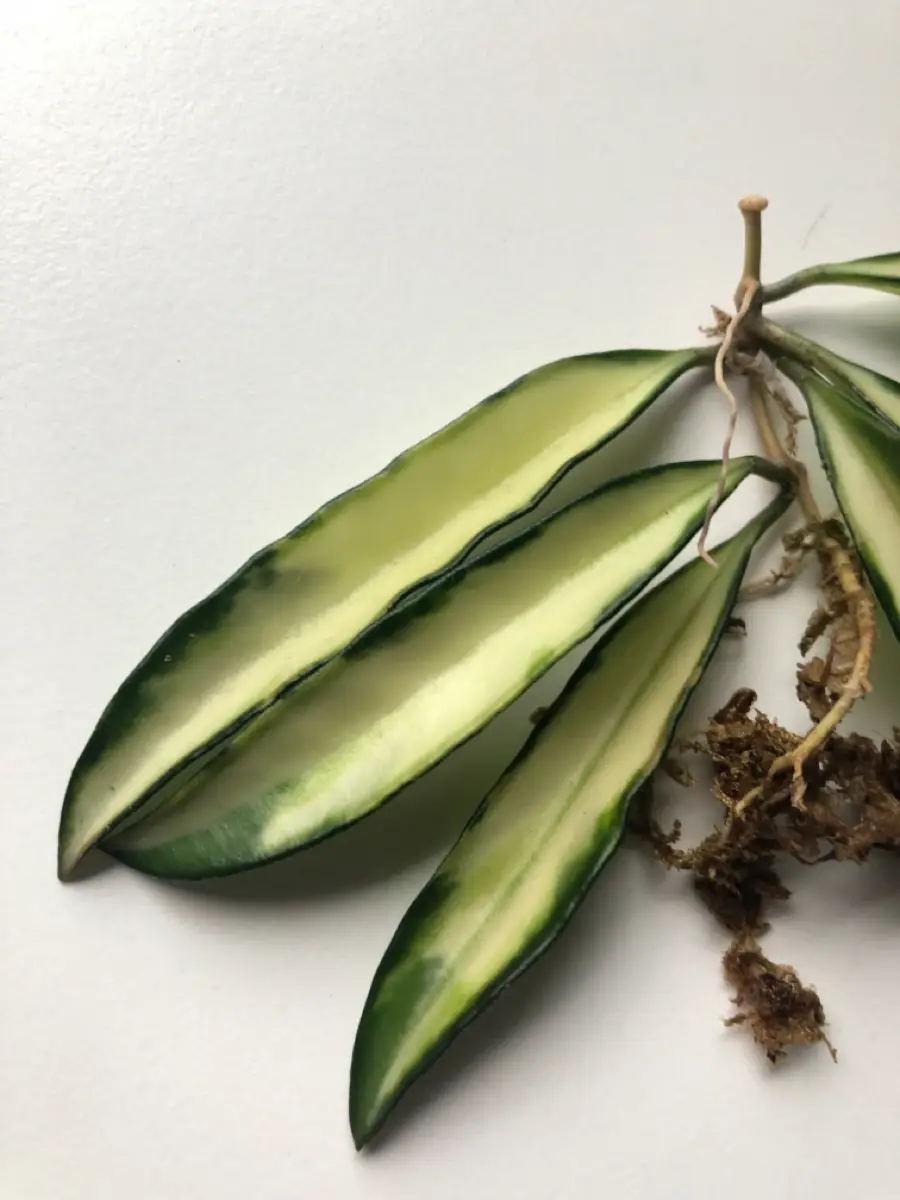 Ukendt Hoya Wayetii Inner Variegated