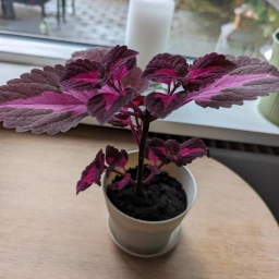 Paletblad/ Coleus Stueplante