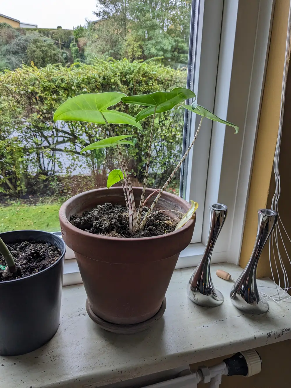 Alocasia Zebrina /elefantøre Stueplante