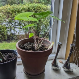 Alocasia Zebrina /elefantøre Stueplante