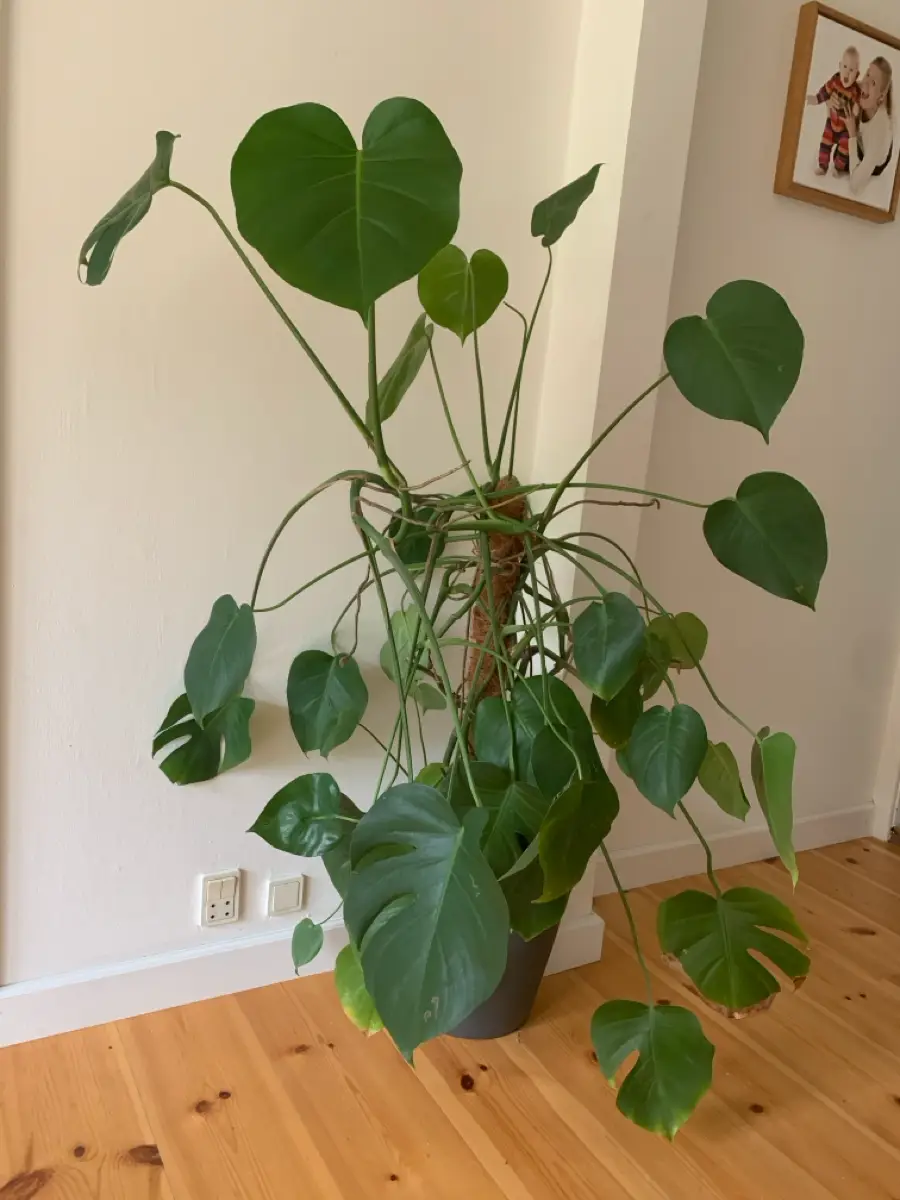 Monstera Potteplante inkl potte