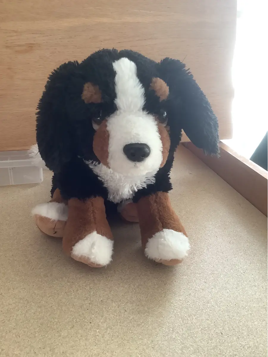 Ukendt Berner sennen bamse hund