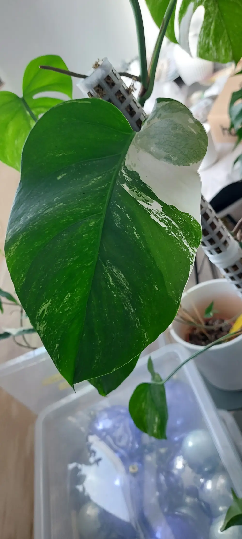 Monstera albo variegata Plante