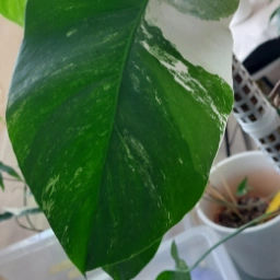 Monstera albo variegata Plante