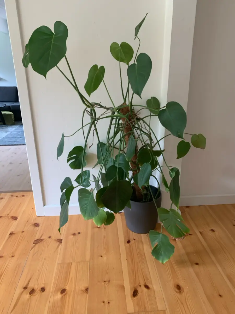 Monstera Potteplante inkl potte