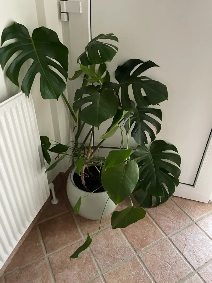 Plante monstera inkl stor potte