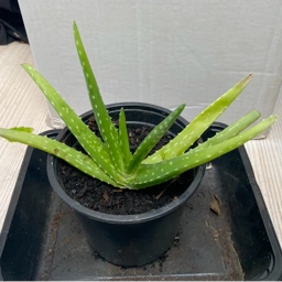 Aloe vera Plante