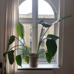 Bilka Plante