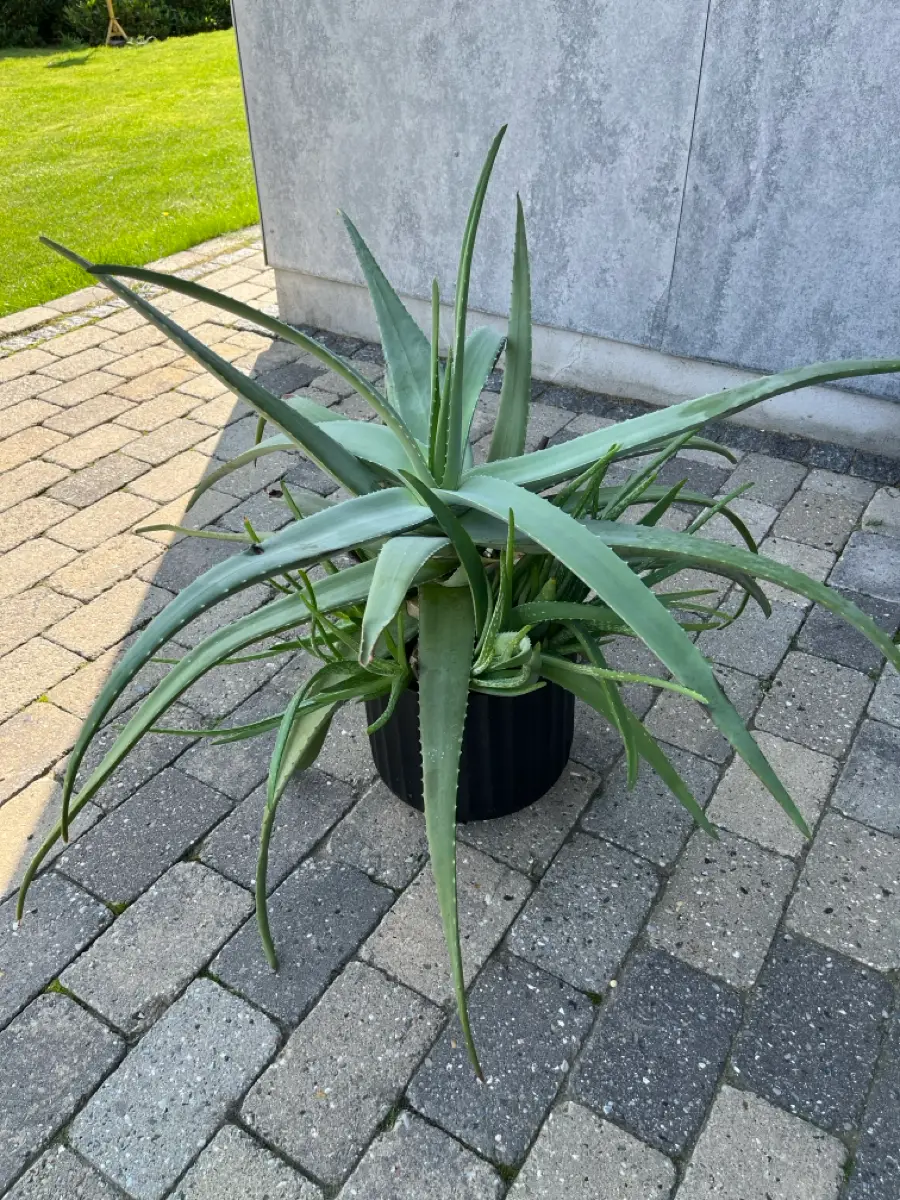 Ukendt Aloe vera plante