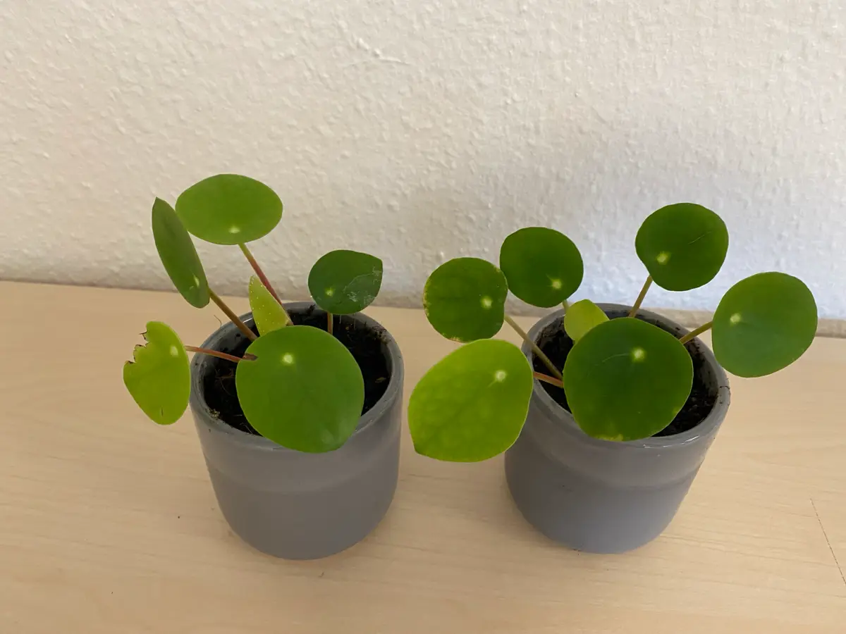 Pilea 2 Pilea i skjulere