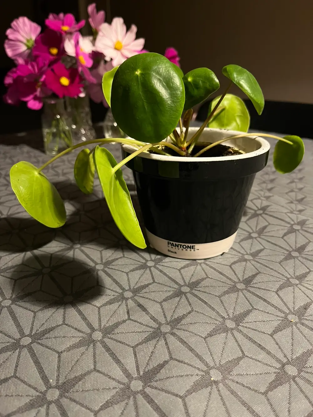 Ukendt Pilea plante