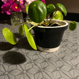 Ukendt Pilea plante