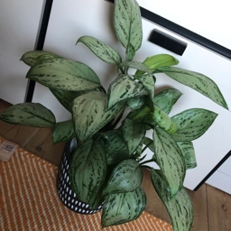 Ukendt Aglaonema Maria Christina