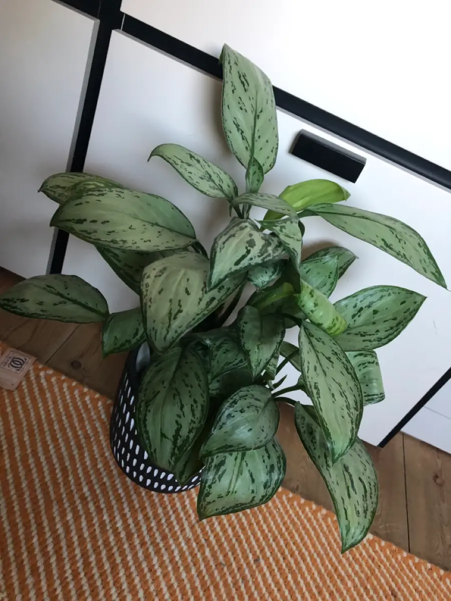 Ukendt Aglaonema Maria Christina