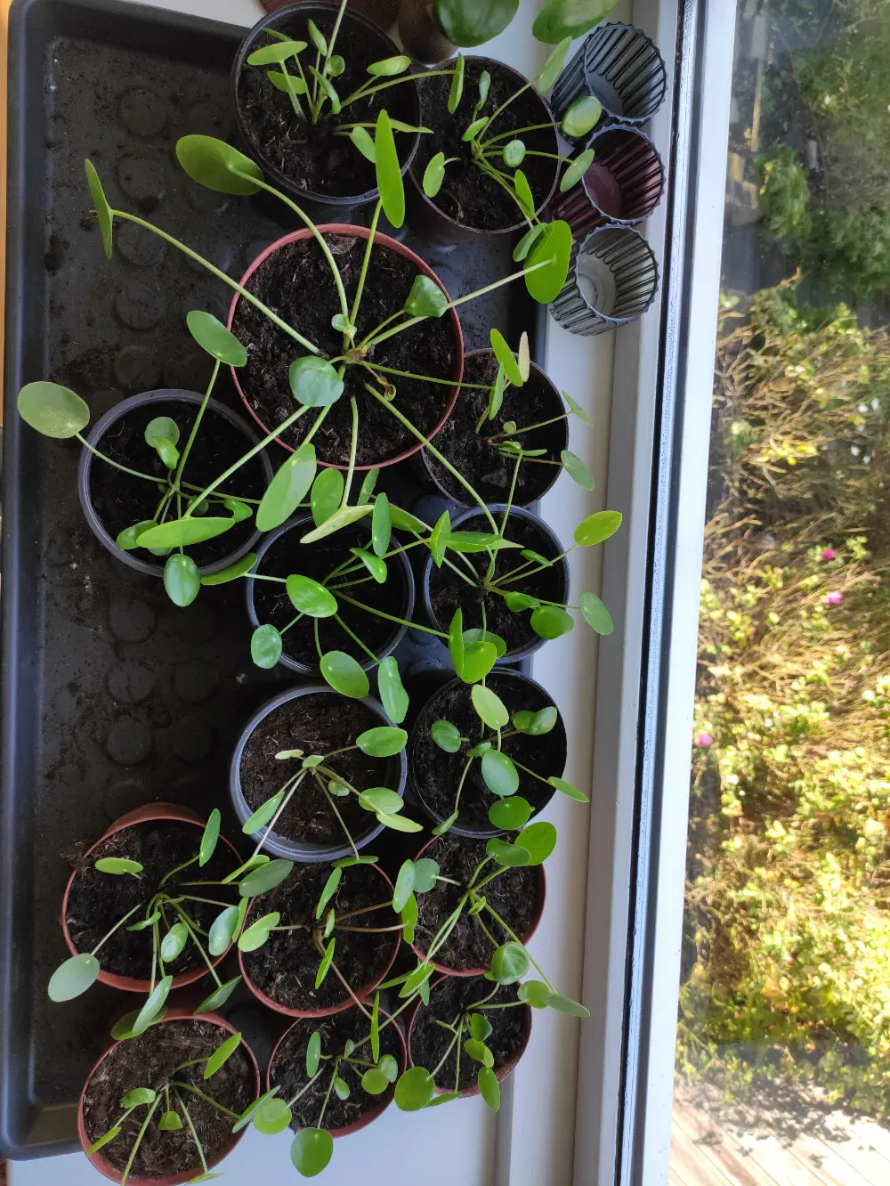 Pilea Planter