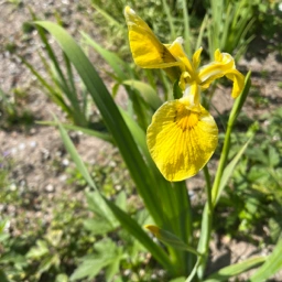 Staude Gul Iris