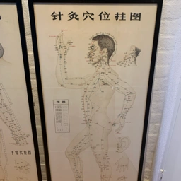 Ukendt Anatomi akupunktur plakater