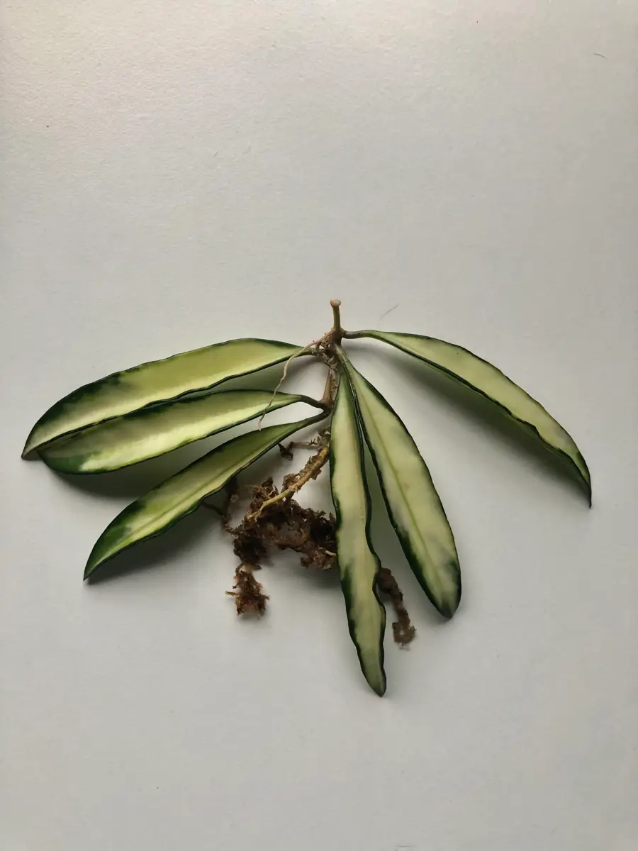 Ukendt Hoya Wayetii Inner Variegated