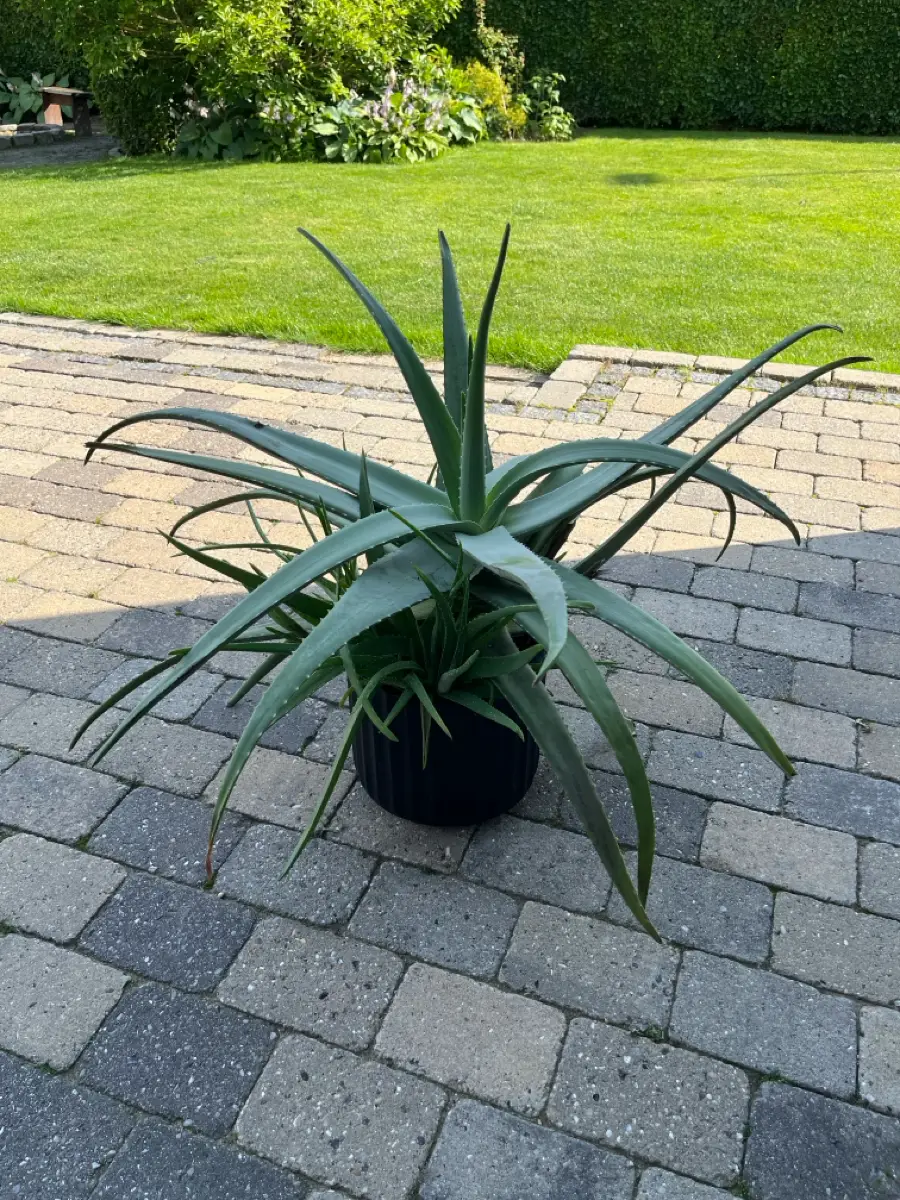 Ukendt Aloe vera plante