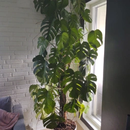 Monstera deliciosa Stue plante