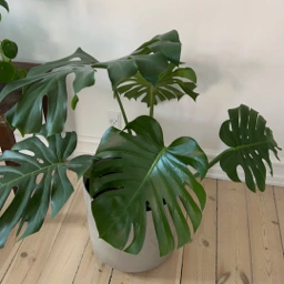 Ukendt Monstera gulvplante og potte