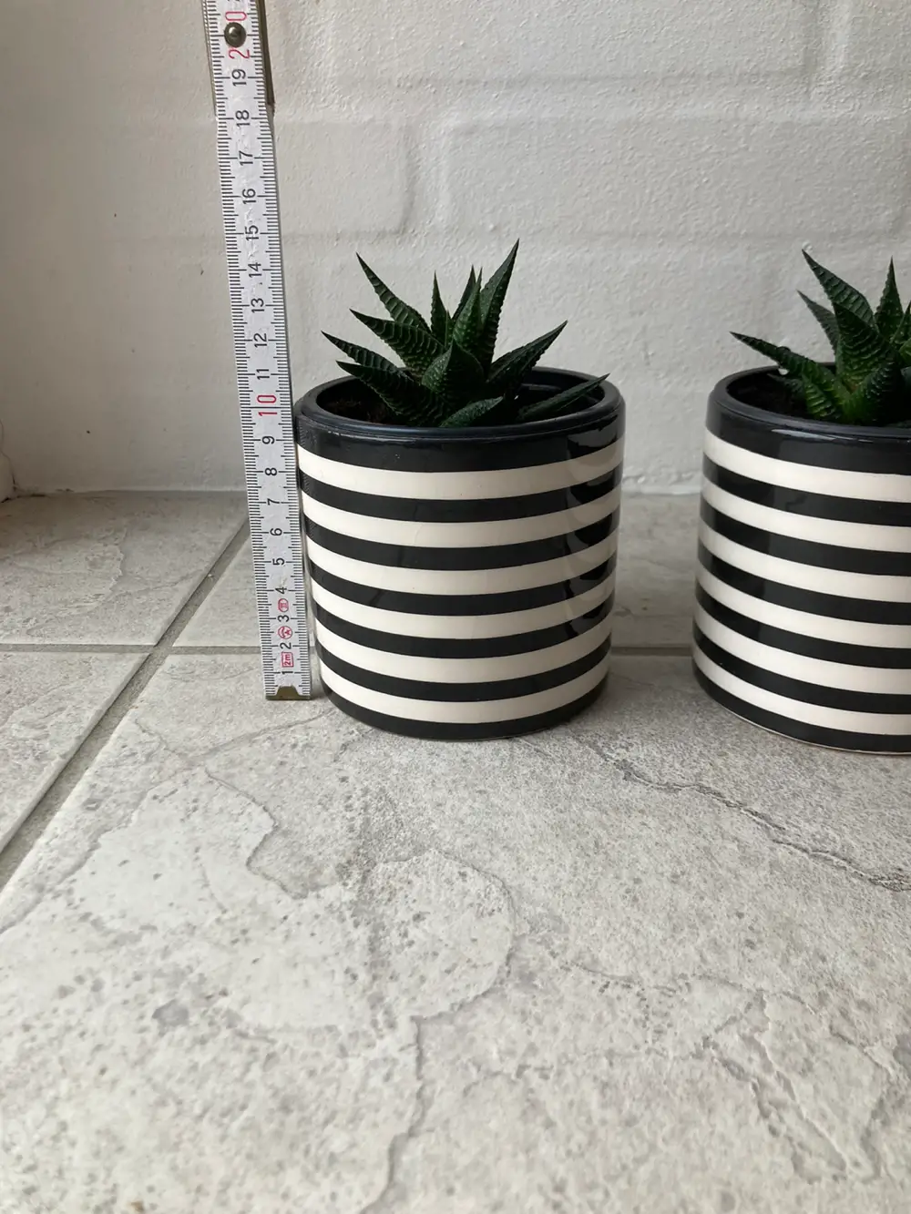 Sukkulent Grønne planter