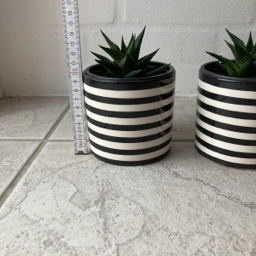 Sukkulent Grønne planter