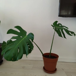 Monstera Plante