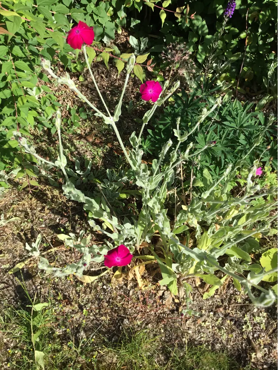 Haveklinte Blomster